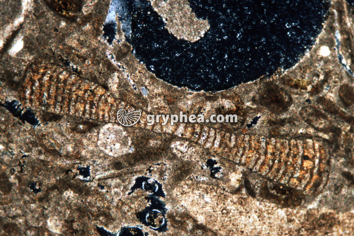 Microfossile - Foraminifère de type Opertobitolite ? CL LPA x10 - gryphea.com